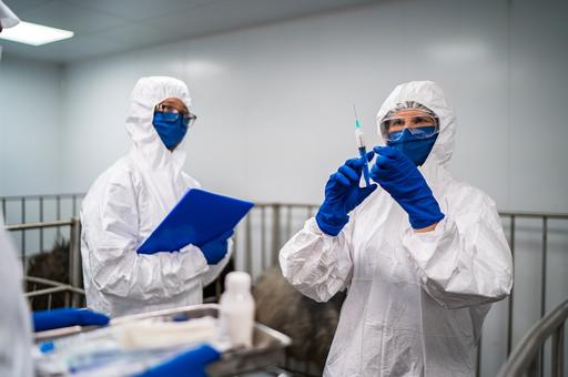 В ФГБУ «ВНИИЗЖ» разработали новую вакцину против классической чумы свиней
