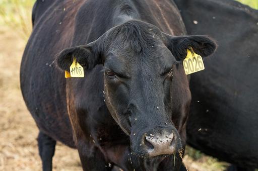В США ограничивают перемещение коров из-за гриппа птиц