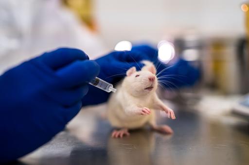 В Великобритании разработали вакцину против лихорадки Ласса для крыс