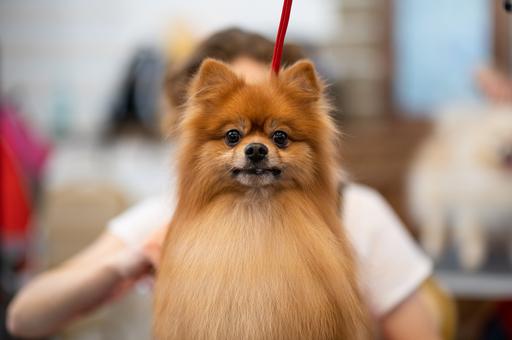Шпиц, чихуа-хуа и корги возглавили топ популярных пород собак 2022 года