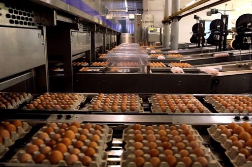 Отраслевой союз назвал крупнейших производителей яиц по итогам 2023 года