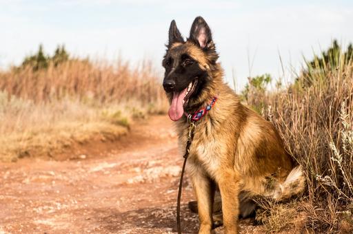 Финские ученые определили самую умную породу собак в мире