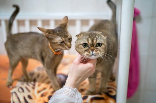 Эксперты назвали самые умные породы кошек