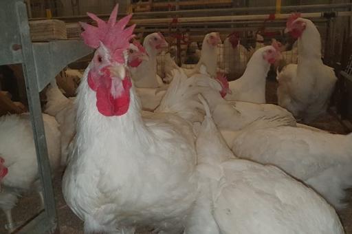 Новый кросс кур оценят на российских птицефабриках