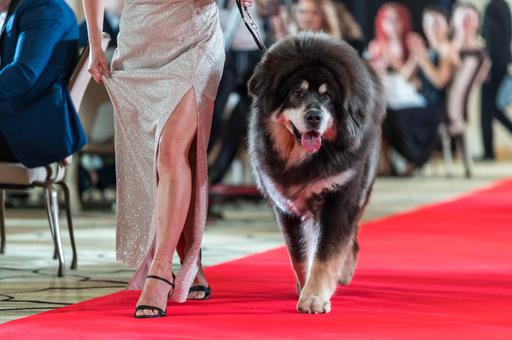 В Москве наградили лучших собак России