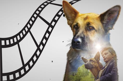 Лучшие военные фильмы с участием животных – в обзоре «ВиЖ»