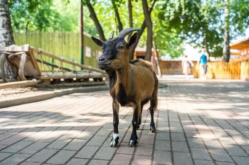 Главу зоопарка в Мексике обвинили в незаконном забое карликовых коз