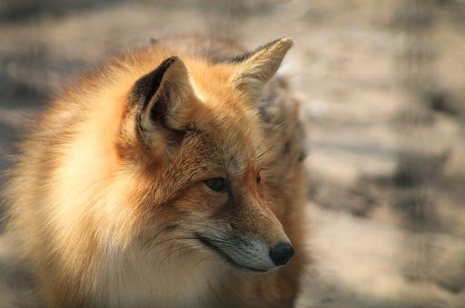 Ученые выяснили, что городские лисы смелее сельских, но не хитрее