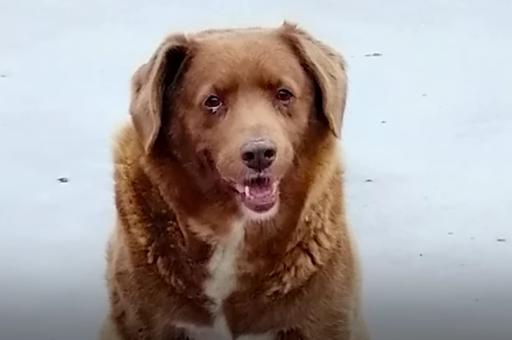 Собаку-долгожителя из Португалии занесли в Книгу рекордов Гиннесса