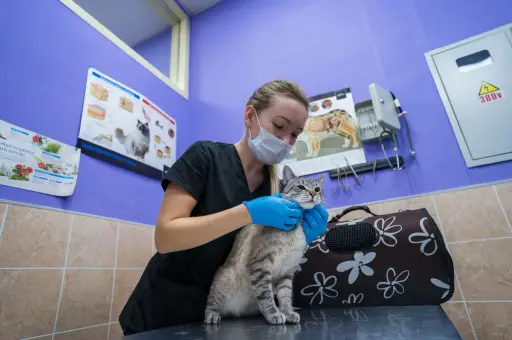 Российский производитель объявил о выпуске новых обезболивающих препаратов для кошек и собак