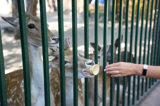 Треть зоопарков Башкирии так и не получили лицензии на работу