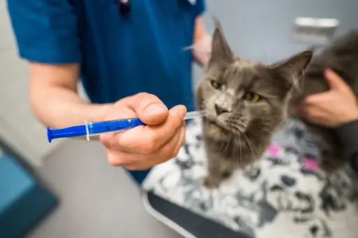 Подмосковных собак и кошек бесплатно вакцинируют против бешенства