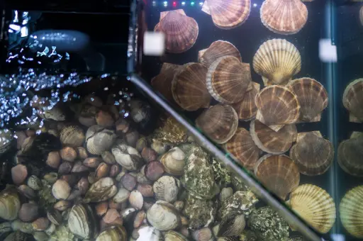 В Финляндии зарегистрировали около 170 отравлений моллюсками