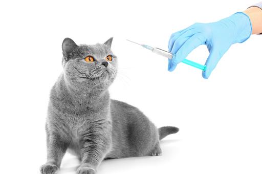 В России начнут выпускать новые отечественные вакцины для кошек и собак