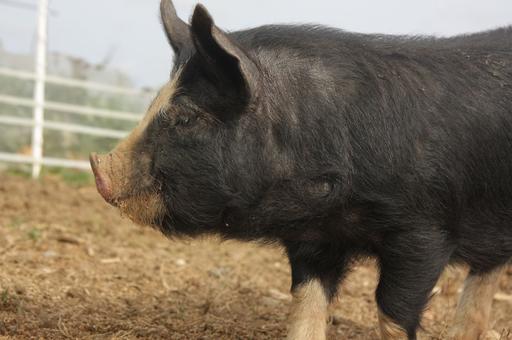 Рыжие, пятнистые и с курчавой шерстью: топ-10 необычных пород свиней