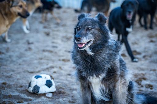 Ученые изучают живущих в Чернобыле собак