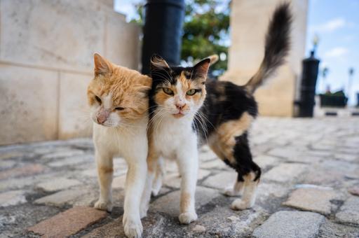 В России уличных кошек предложили вакцинировать против вирусной лейкемии
