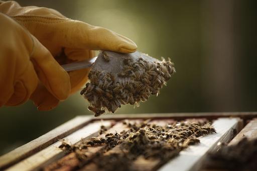 В Госдуму внесен законопроект о групповой маркировке пчел
