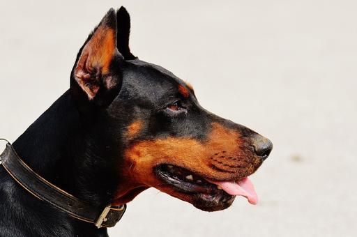 В Великобритании выросло число собак с купированными ушами