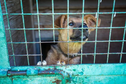 В Забайкалье отловленных собак не будут выпускать из приютов
