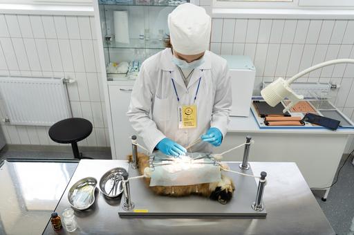 Какие направления интернатуры откроют в Московской ветакадемии в 2026 году