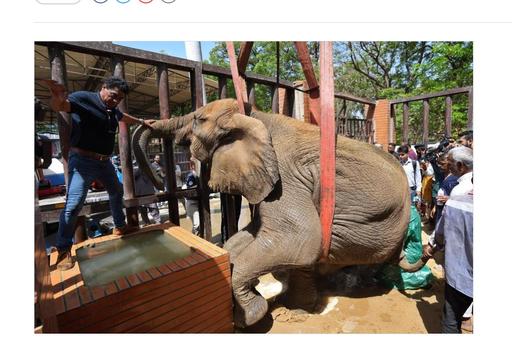 Слонихе в пакистанском зоопарке провели операцию с помощью подъемного крана