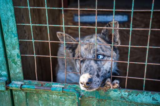 Зоозащитники Бурятии обязались пристроить всех собак из приюта, чтобы их не усыпили