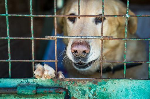 В Петербурге не поддержали федеральные законопроекты о регулировании численности бродячих собак