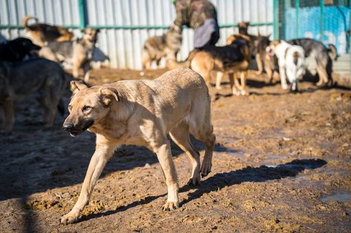 В Магадане хотят разрешить усыпление опасных бродячих собак