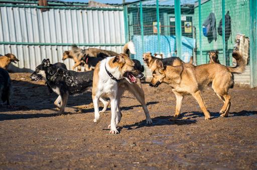 В регионах выросло число тендеров на отлов бродячих собак
