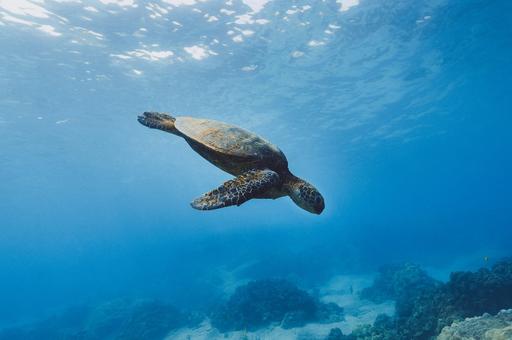 Панамским черепахам предоставили юридические права