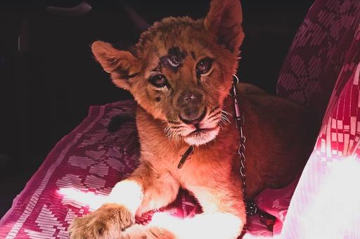 Росприроднадзор пресек продажу львенка на «Авито»
