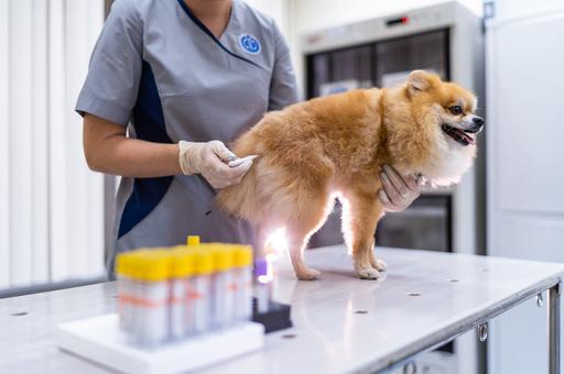 Ученые нашли способ выявления рака у собак с точностью более 90%