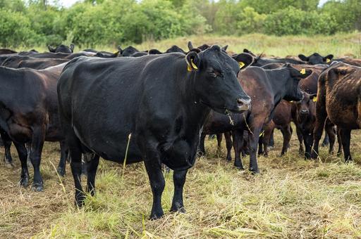 В Канаде выводят коров с пониженным уровнем метановой отрыжки