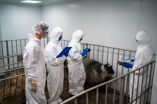 Правительство усиливает меры ветеринарной безопасности в РФ