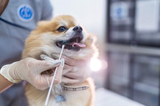 Исследование показало, что собаки могут обнаруживать инфекцию COVID-19 быстрее и точнее обычных тестов