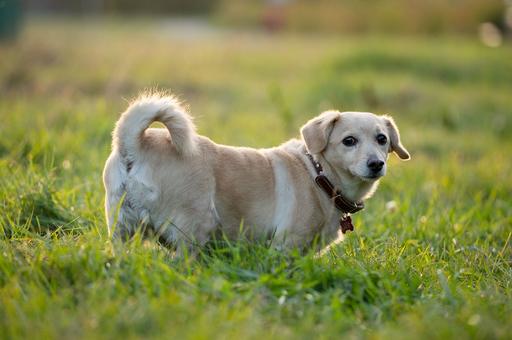Исследователи выяснили, почему собаки едят траву