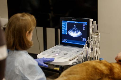 Три причины обновить УЗИ-аппарат в ветеринарной клинике