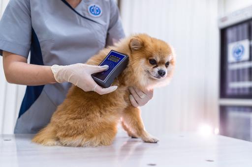 Студент ДГТУ разрабатывает тест-систему для ранней диагностики облысения у собак