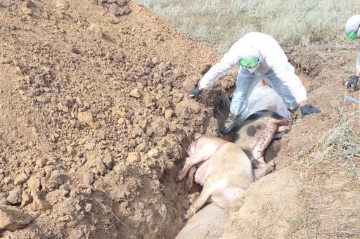 В Ставрополье разыскивают тех, кто выбросил зараженных АЧС свиней