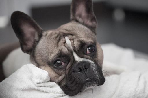 Ученые выяснили, как форма головы собаки влияет на качество сна