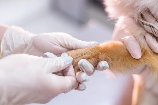 Вакцина ВНИИЗЖ «Карникан-4» защитит собак от вирусных заболеваний