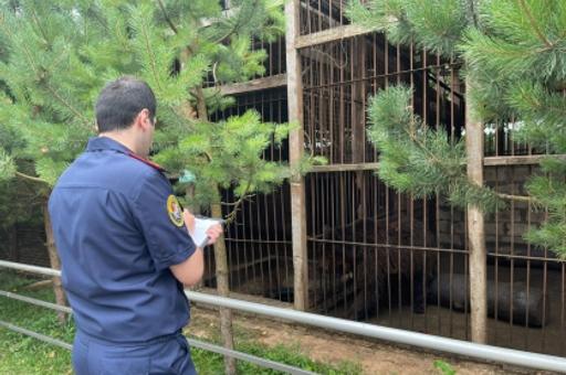 Тульский зоопарк, где медведь напал на женщину с ребенком, работал незаконно