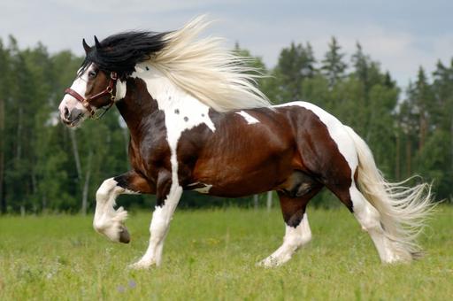 «Центр Агроаналитики» составил топ необычных пород лошадей