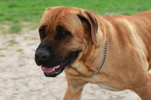 Госдуме предложили принять законопроект о штрафах за выгул опасных собак без намордника