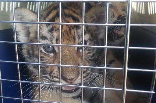 Таможенники пресекли незаконный вывоз трехмесячных тигрят и львят в Казахстан
