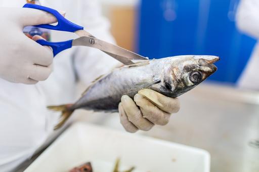 Эксперты сообщили о результатах радиологического контроля рыбы в районе Фукусимы