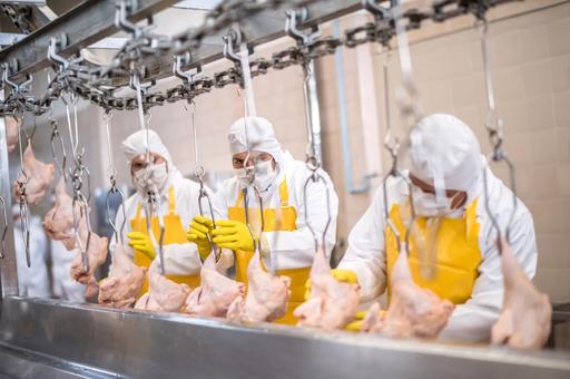 Япония прекращает импорт курятины из бразильского штата из-за гриппа птиц