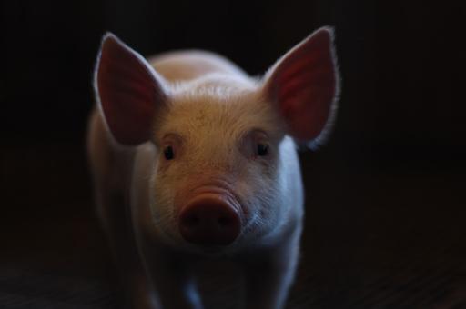 Ученые сообщили об итогах эксперимента по пересадке почки человеку от ГМ-свиньи