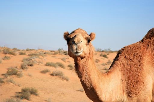 Власти Саудовской Аравии инвестируют в производство верблюжьего молока
